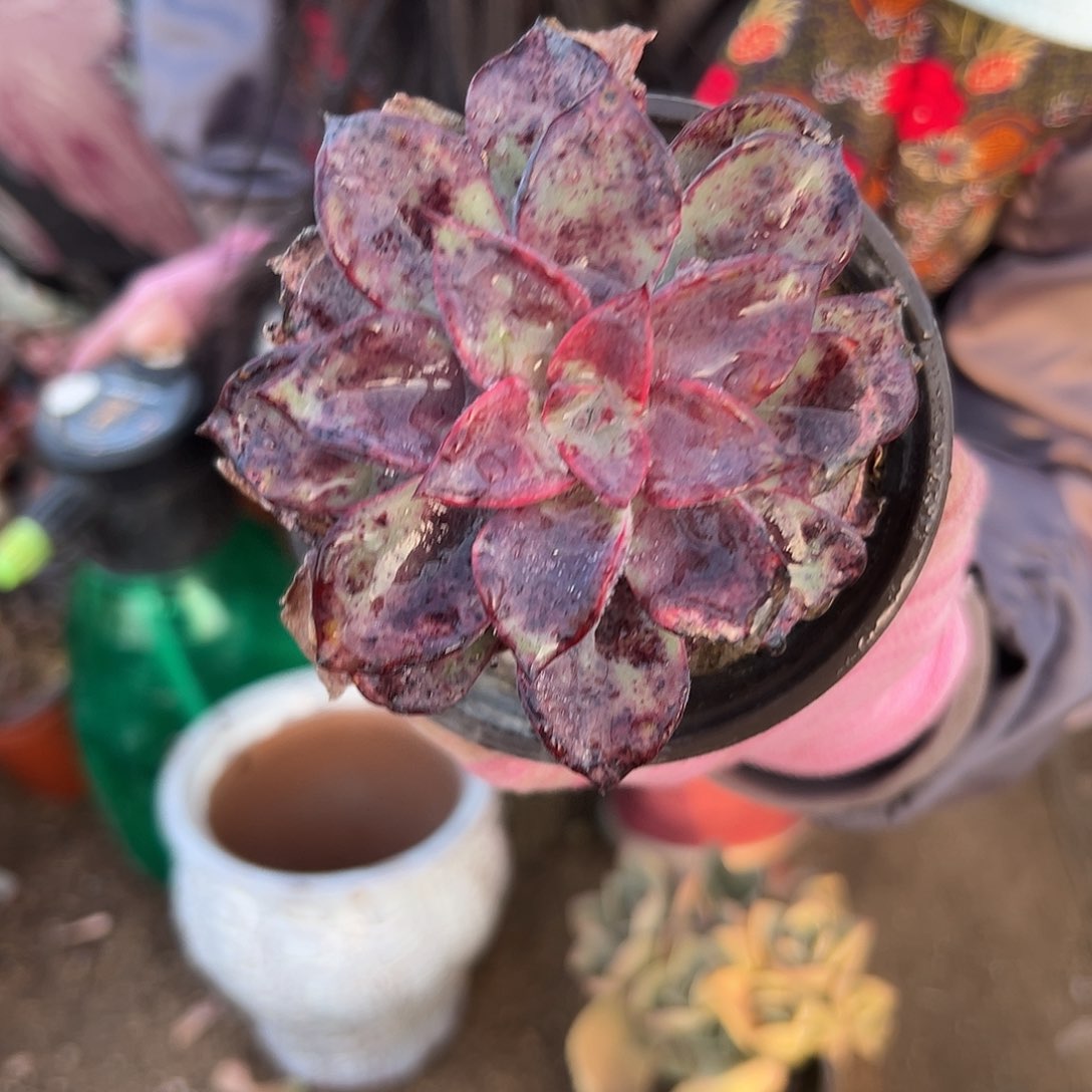 多肉植物多肉植物