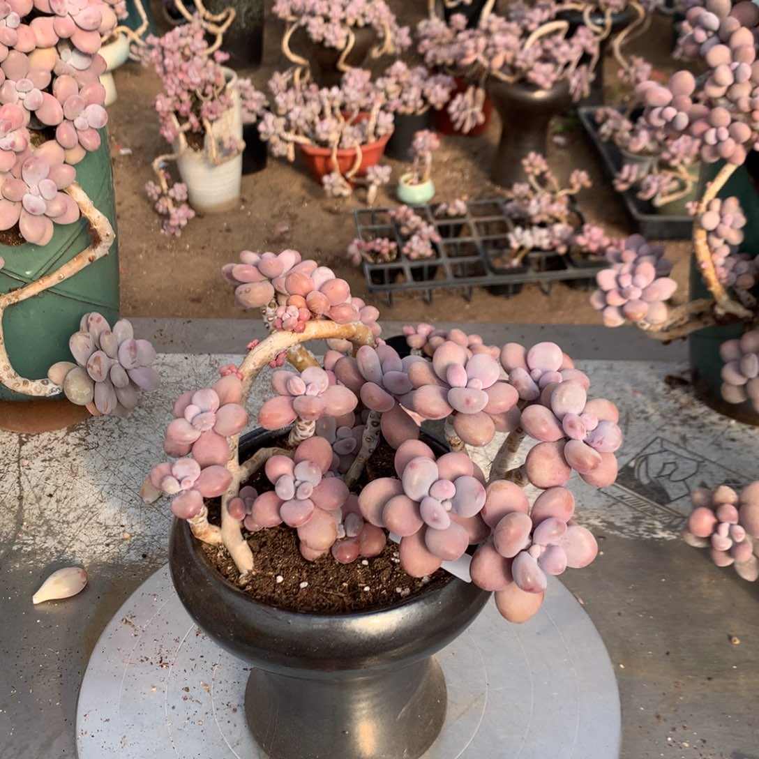 桃蛋老桩不带盆20号