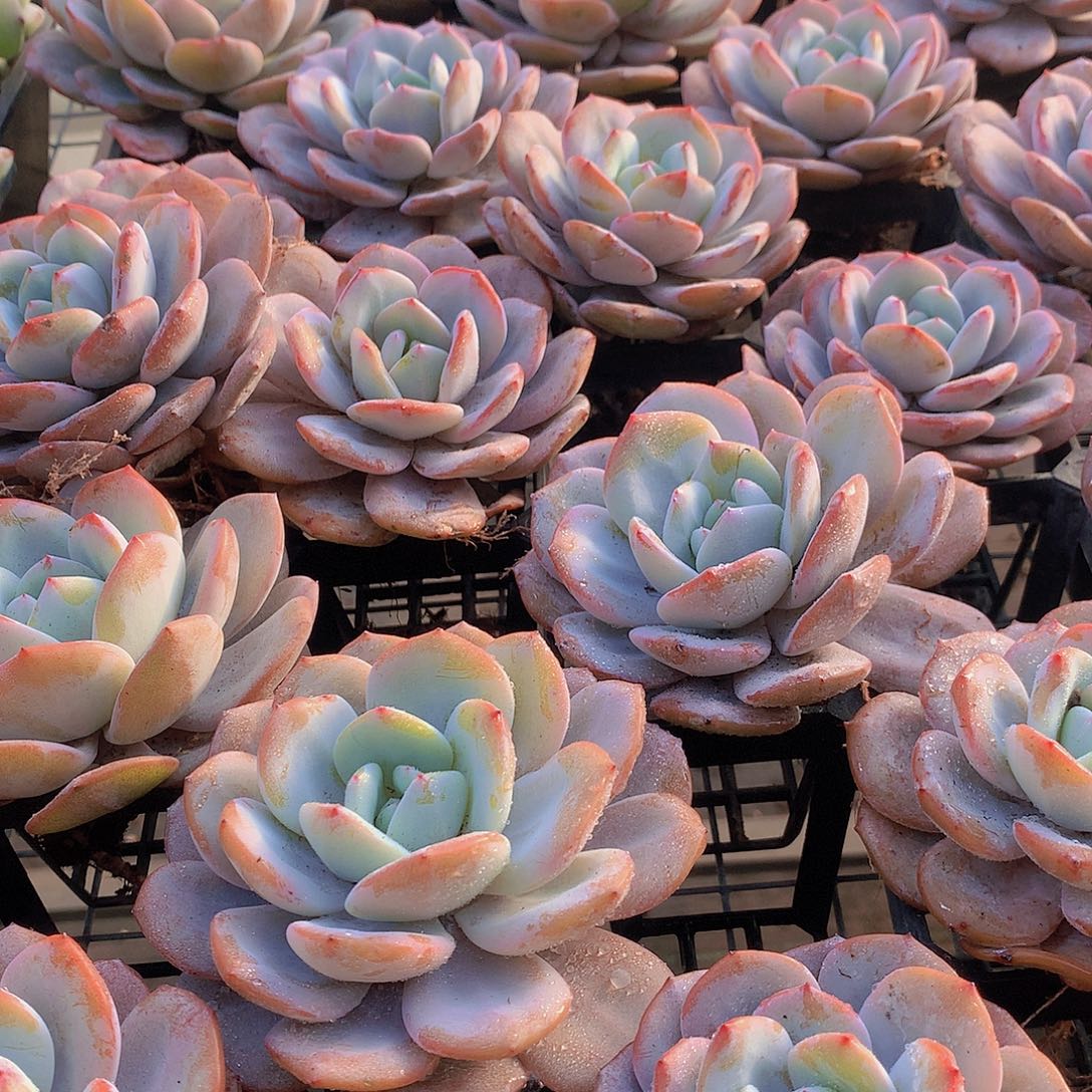 老庄韩奶茶35678899999999