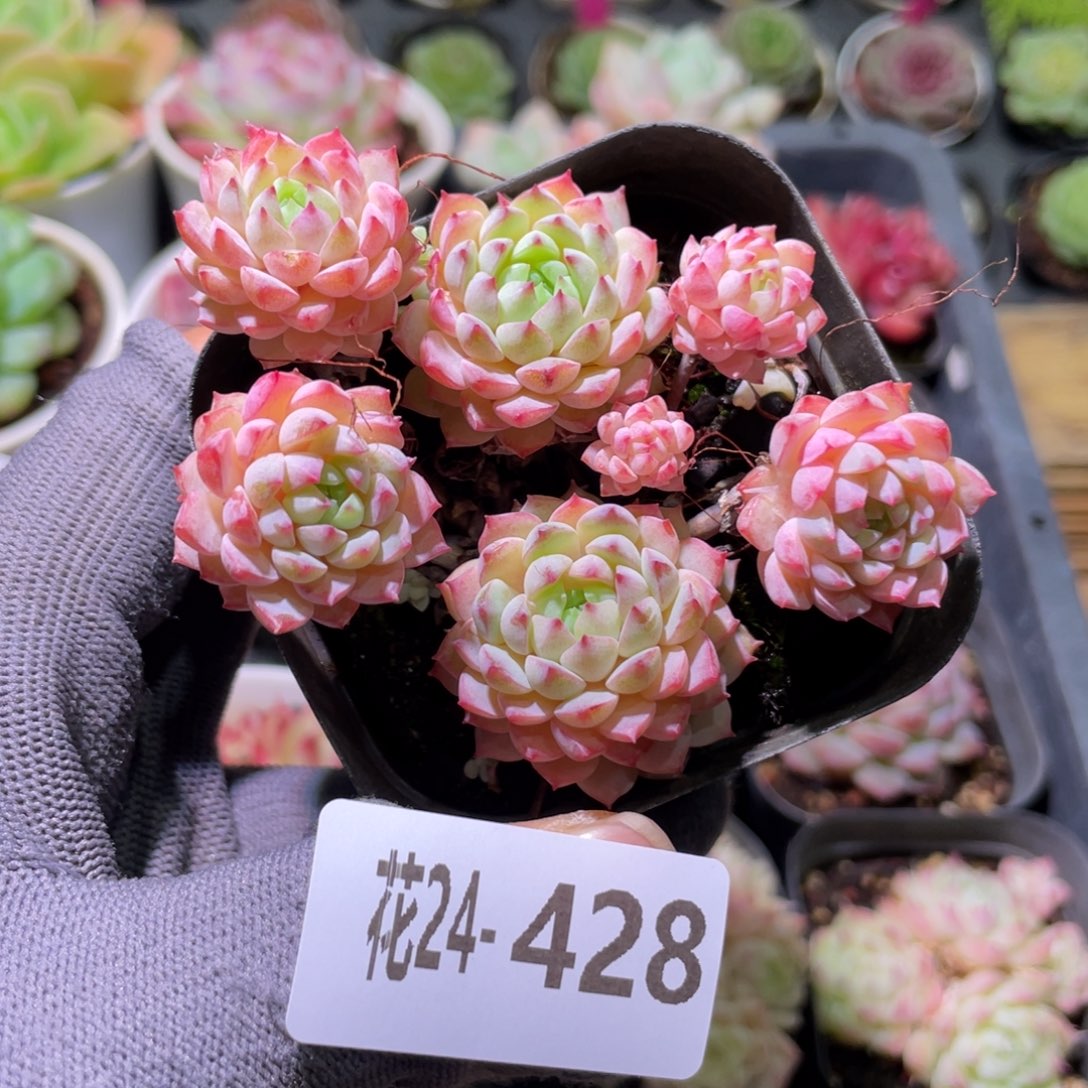 花利美24-428小粉莓