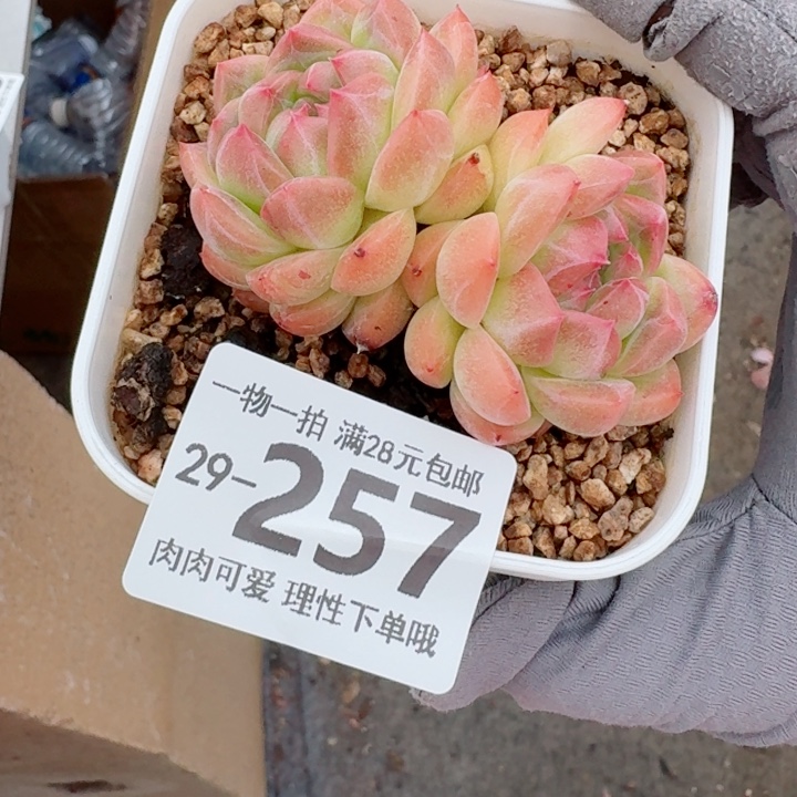 春风无盆土发货多肉多肉