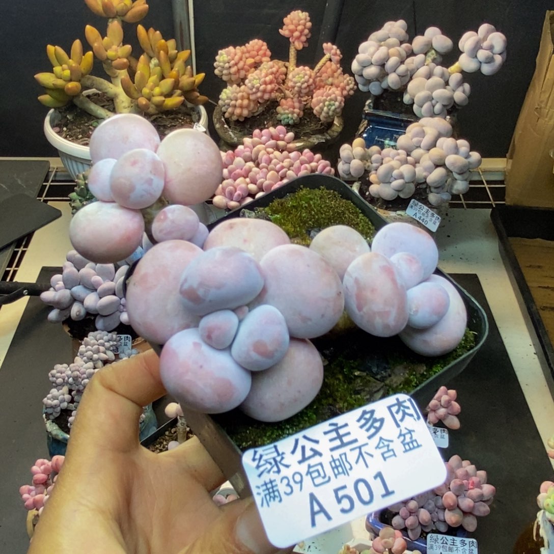 501芭比奶多肉7c m