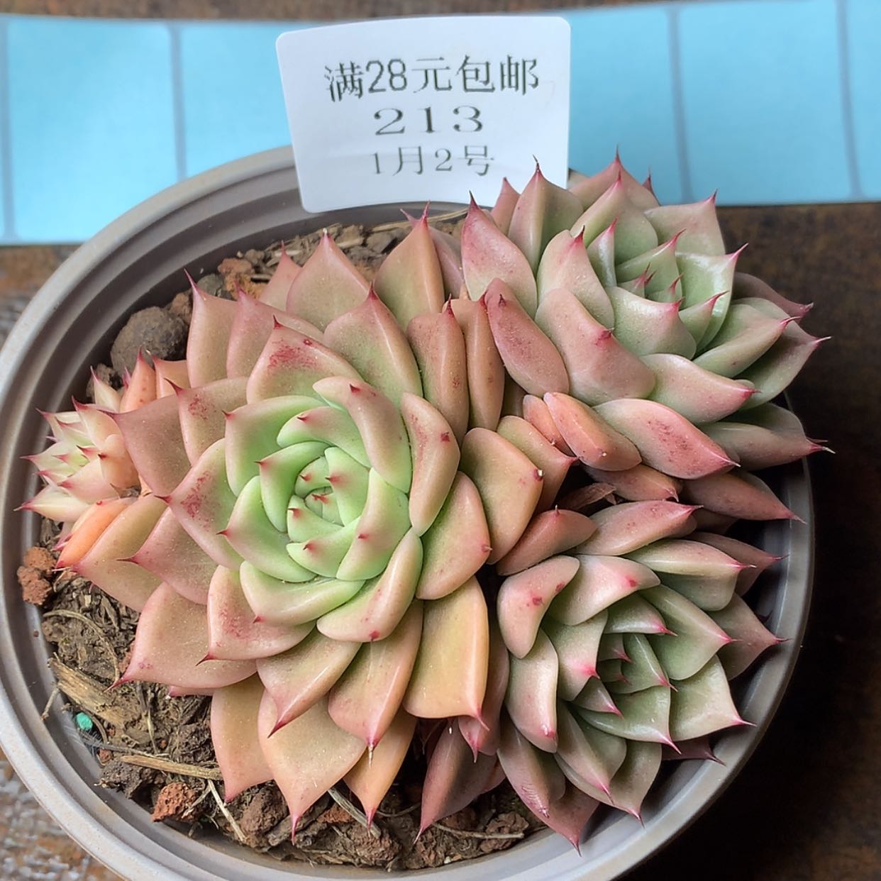 【闪购商品】云213号