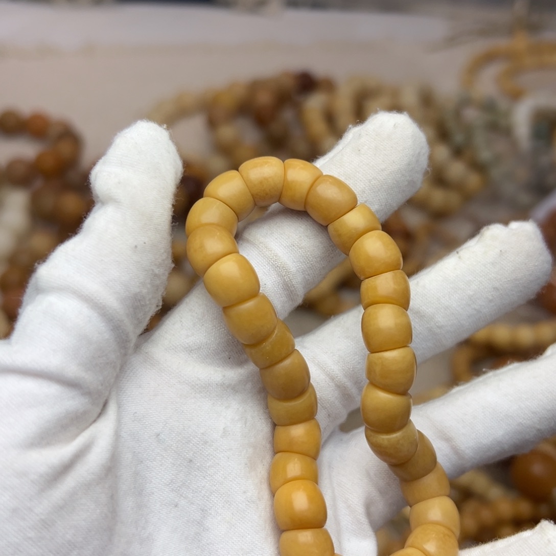 菩提根/象牙果吊坠树王肠660