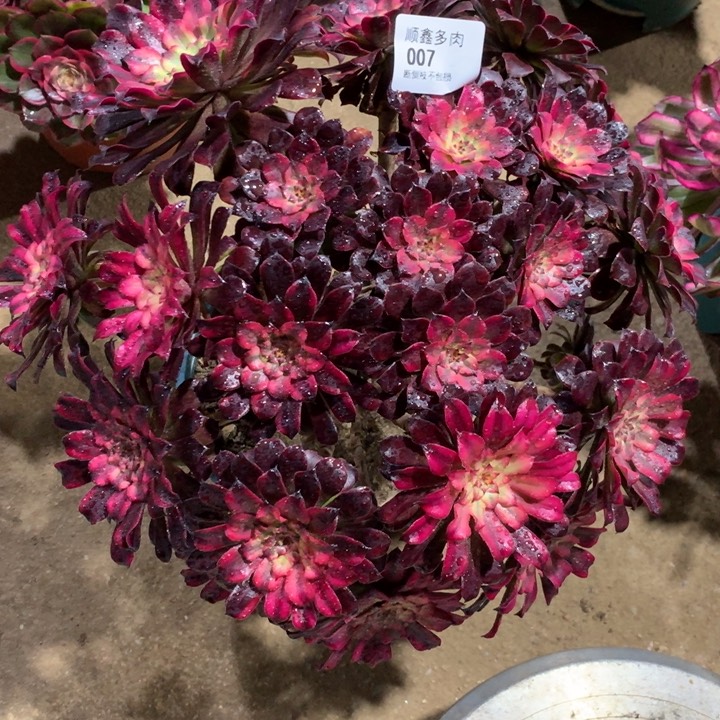 007血姬多肉植物