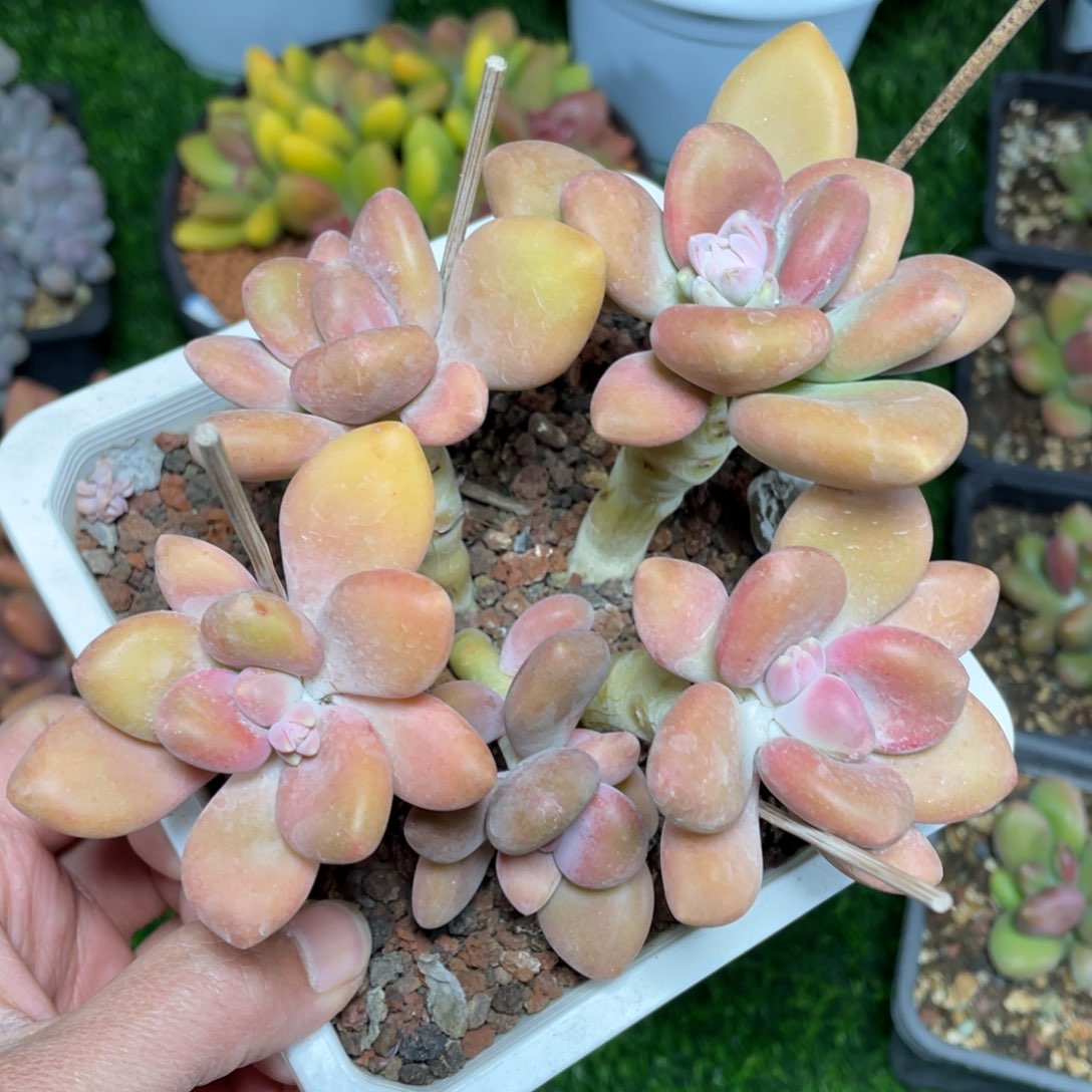 老桩kk美人多肉植物