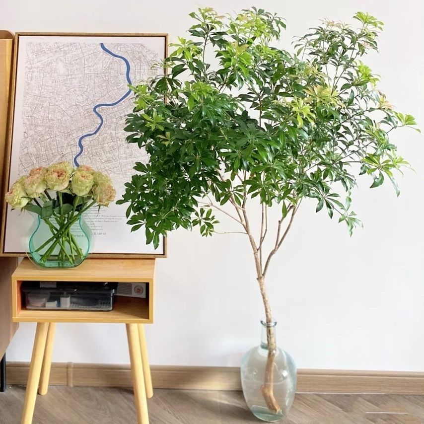 国产马醉木鲜切枝水培植物吊钟平替室内懒人卧室绿植网红客厅装饰
