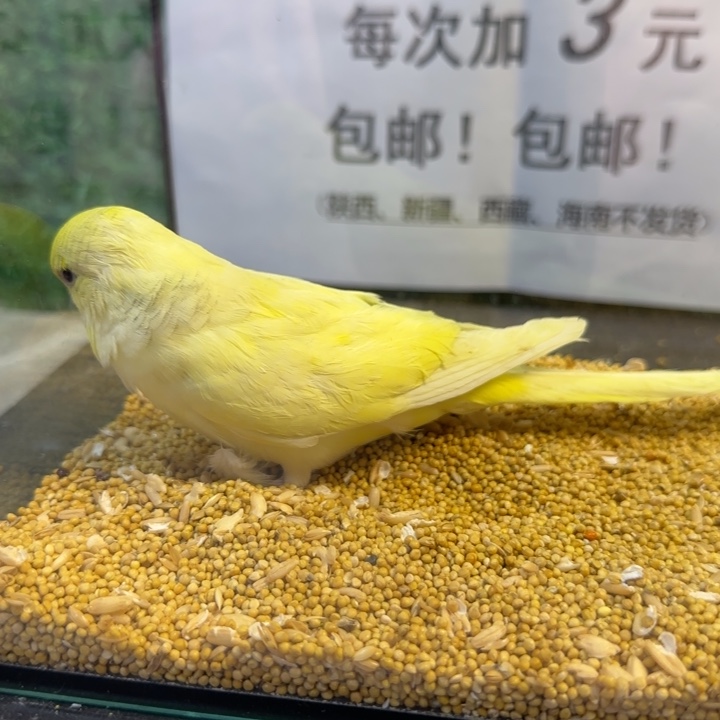 虎皮鹦鹉大头虎皮鹦鹉