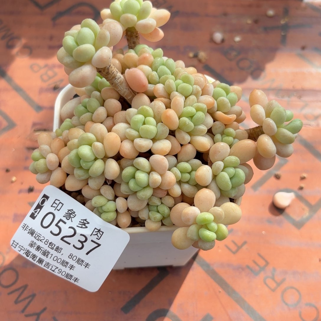 多肉植物05237gg