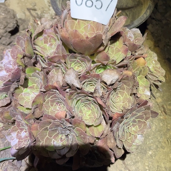 多肉植物法师857花月夜