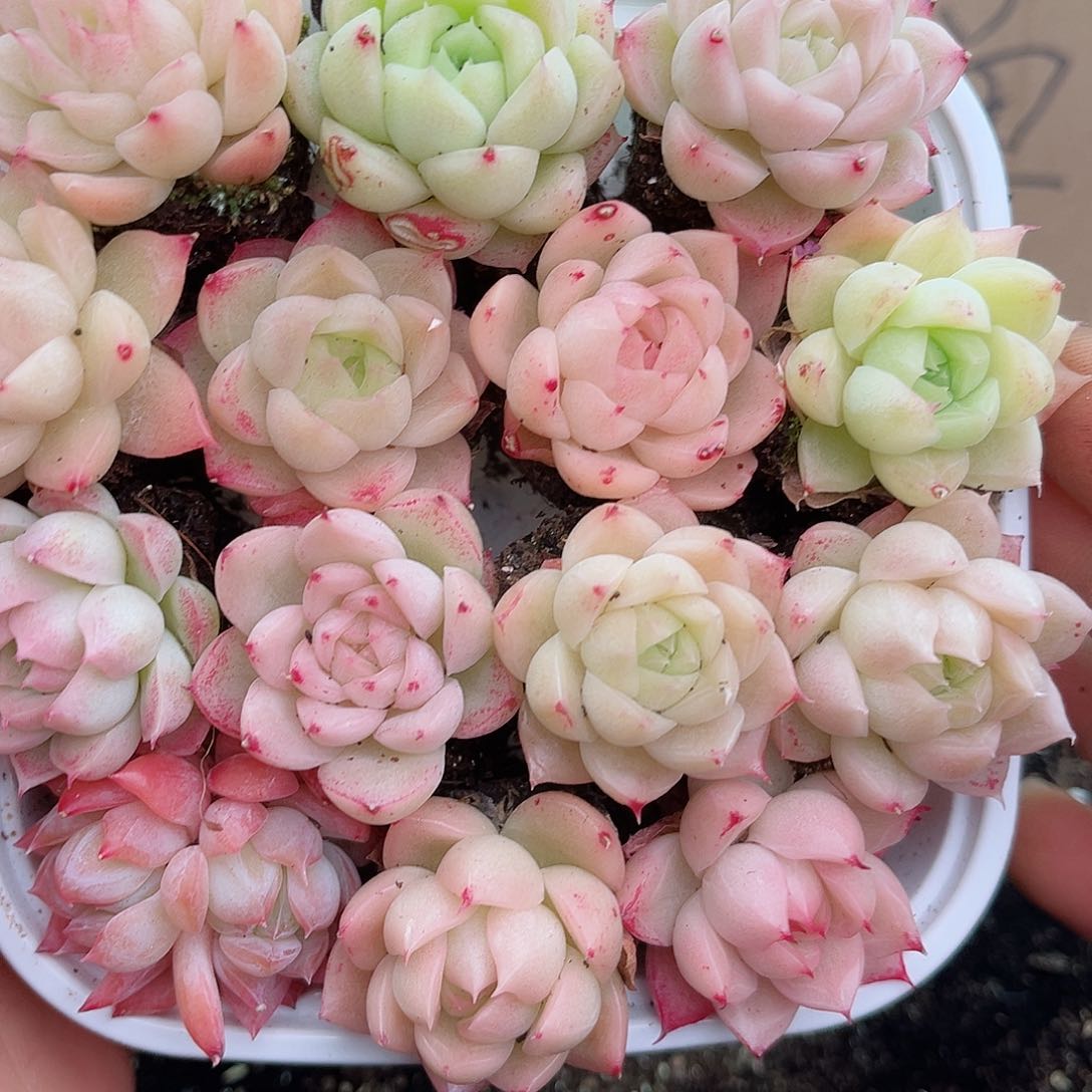 1-80 新疆西藏内蒙不发12.8包邮23公分多肉