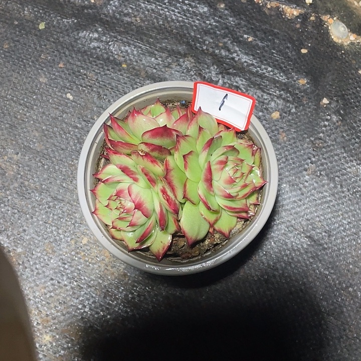 ****拉1//////////////////