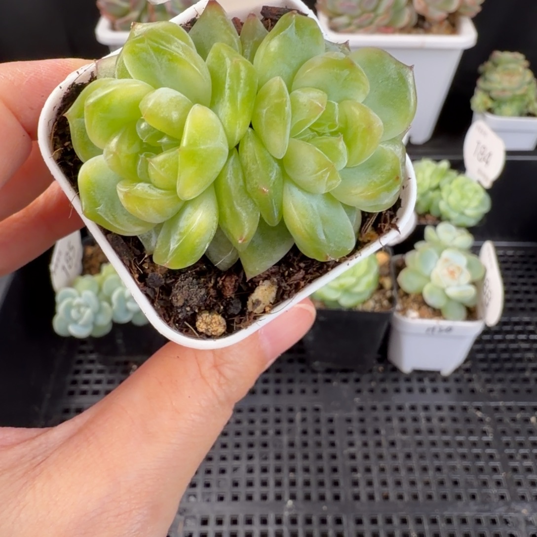 珍妮双头宽叶189号