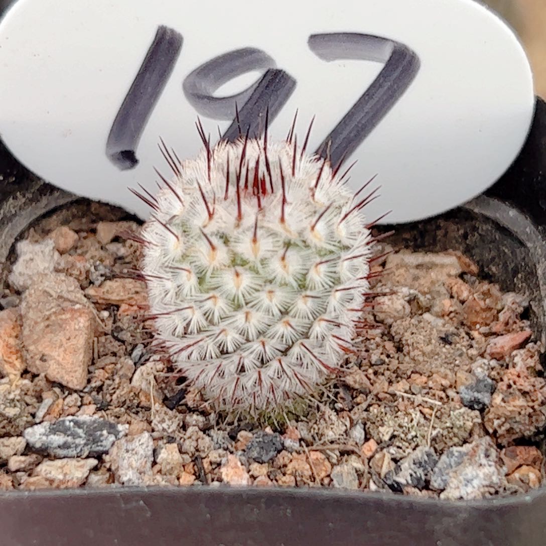 直刺佩蕾实生仙人球