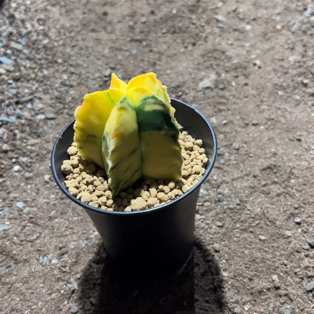 鸾锦wewwwwwwwwwwwww