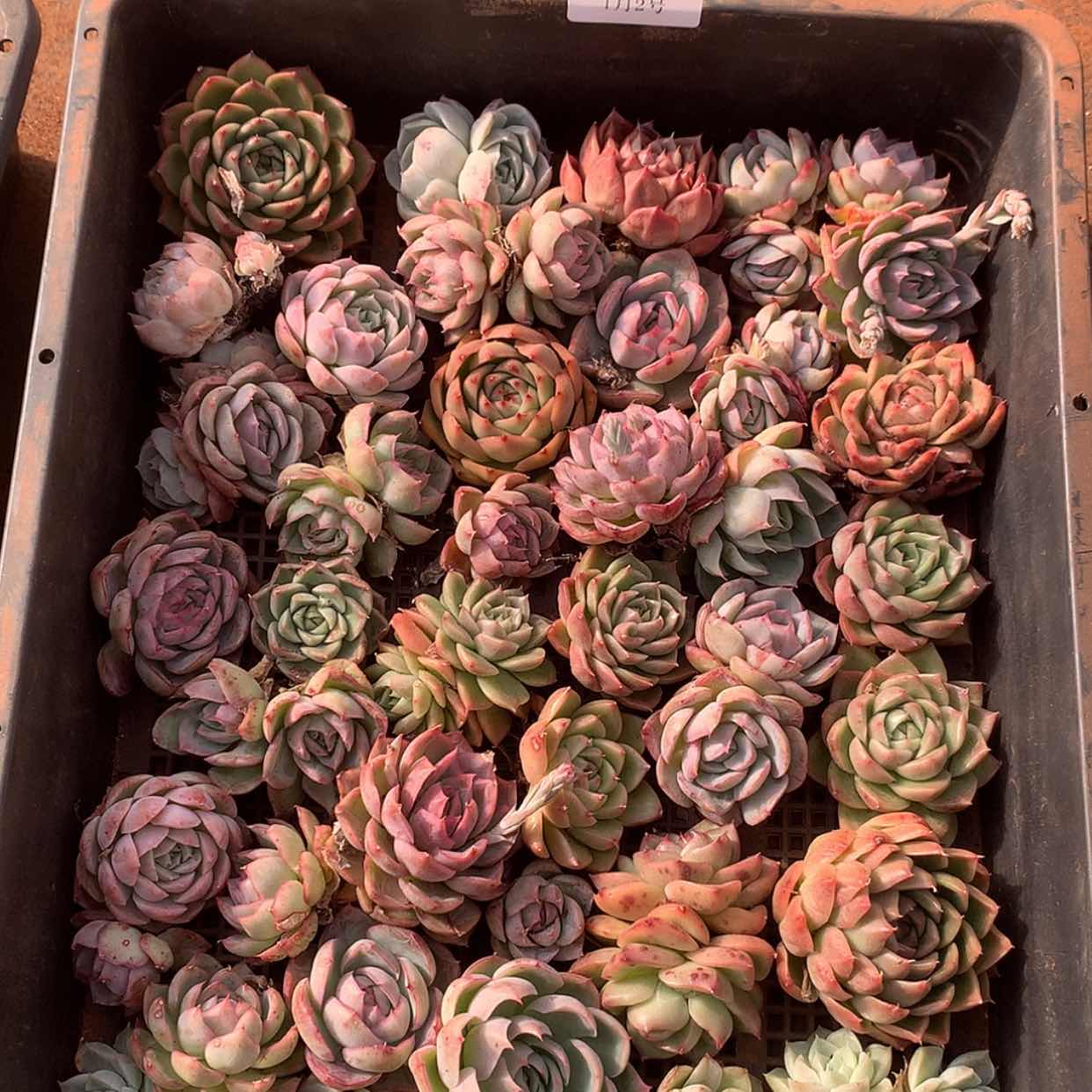 【闪购商品】云18号一筐