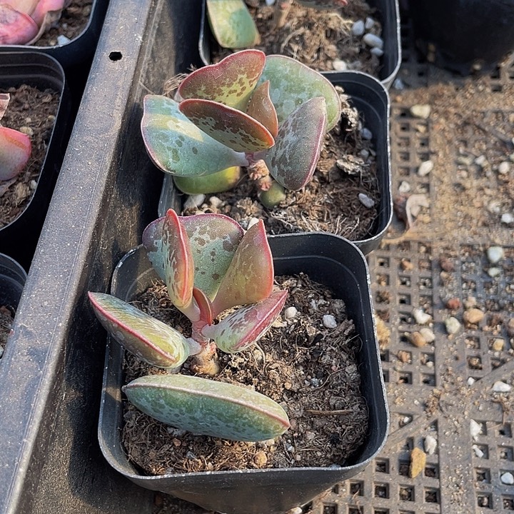 爱心水泡带盆土发