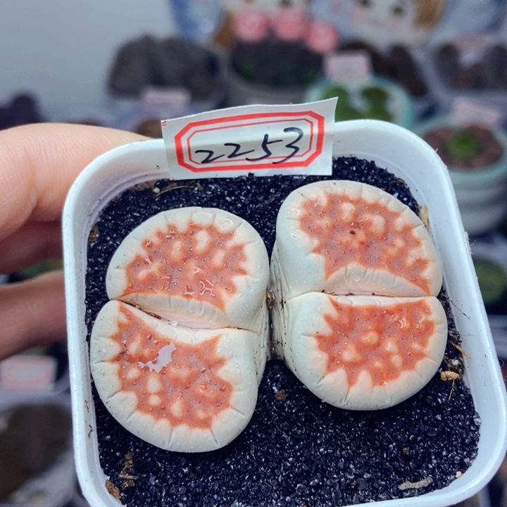 樱桃爱妃们的美肉