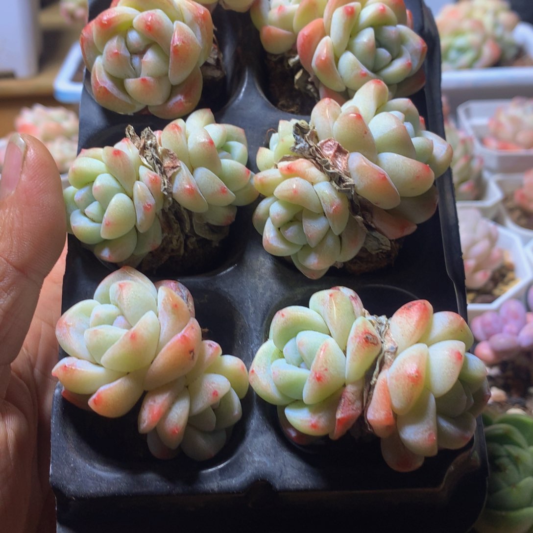 小精控冰玉组合6颗