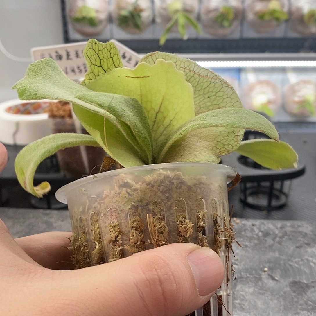 无花朵山采爪哇鹿角蕨