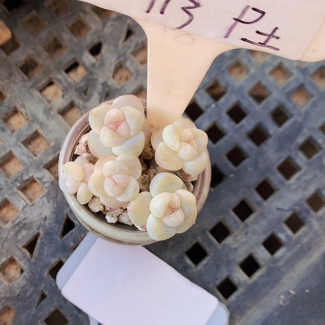 草莓带盆土冰玉五头