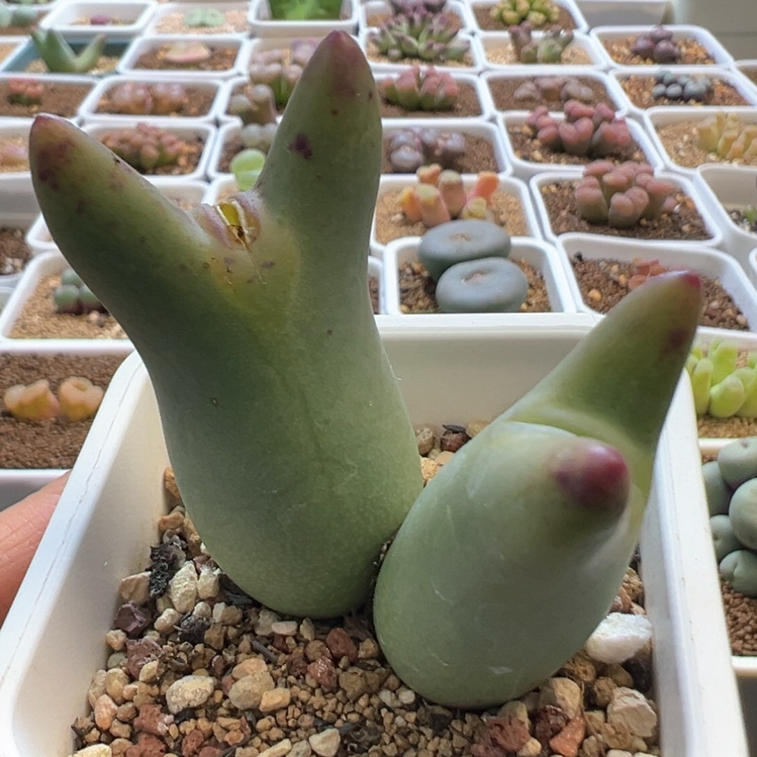 龙猫皮卡丘 肉锥植物