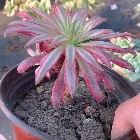 七*后656朱雀多肉植物