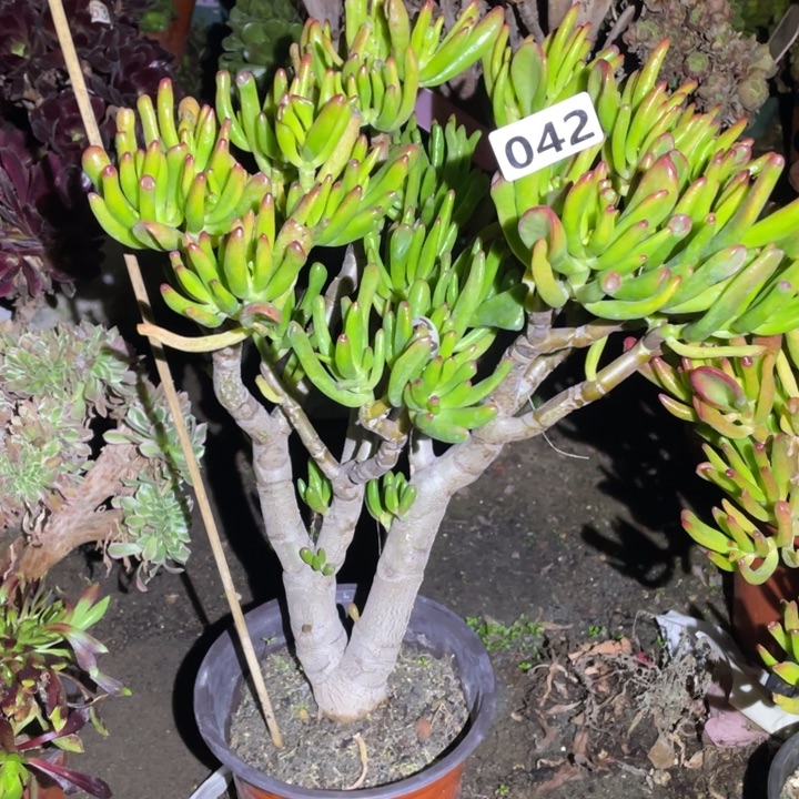 042号吸财树多肉植物