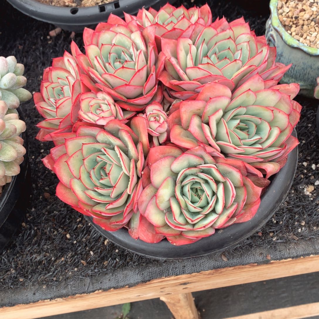 多肉植物牡丹亭30