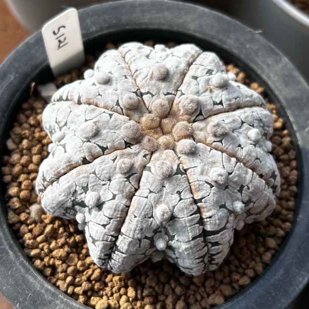 园艺仙人球/兜/实生特扁海星体浓白v兜7.5cm/s121