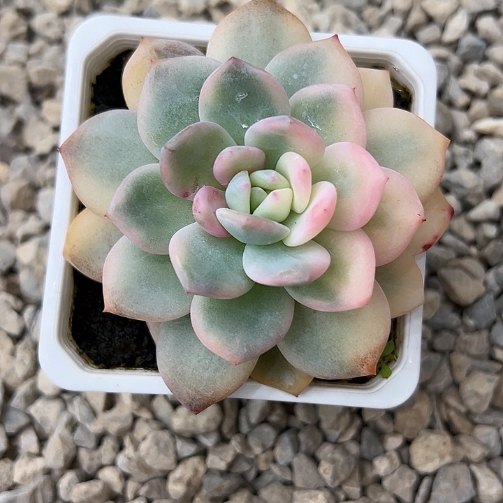 梦露锦多肉植物单头