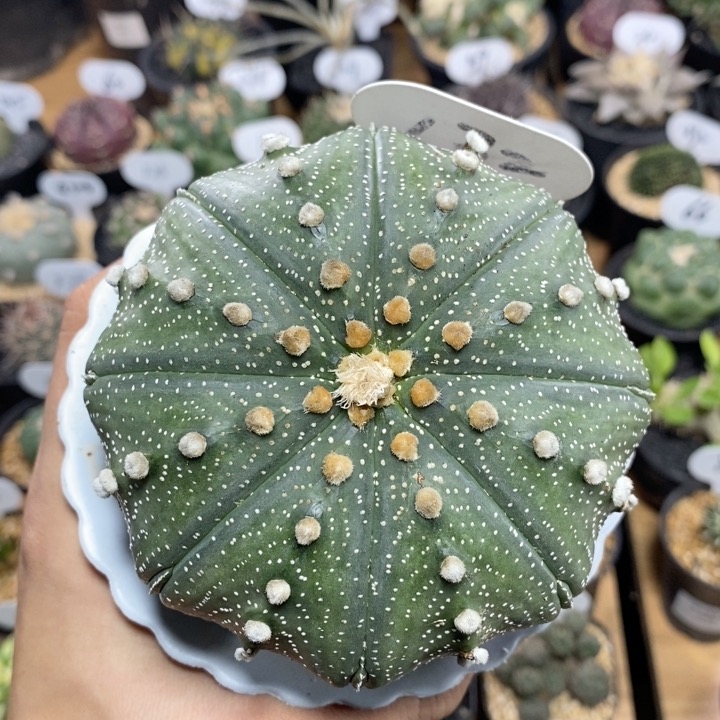 132号实生大星兜10.8cm
