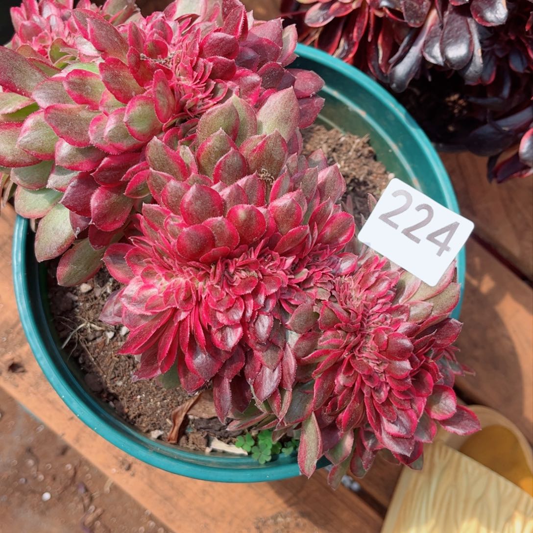 太***了多肉植物224荔枝