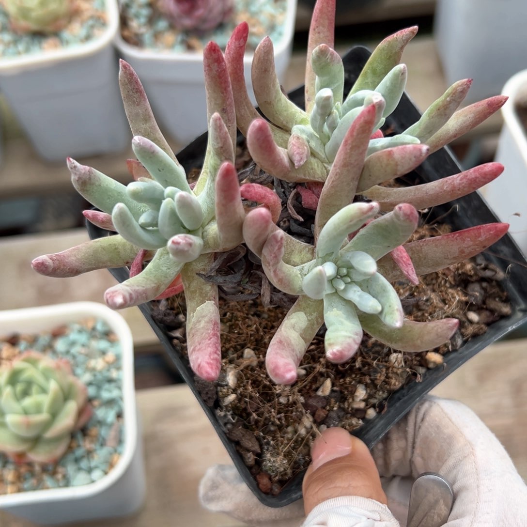 爱杜丽斯（满38包邮）多肉