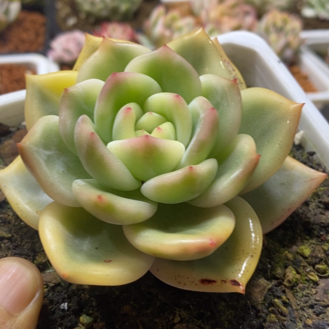 伊丽莎白锦 多肉植物