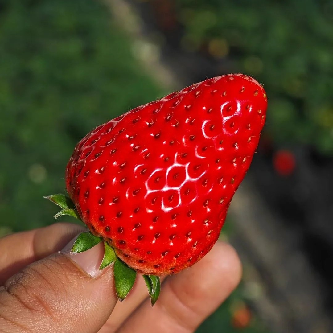 【两盒】丹东九九草莓15颗