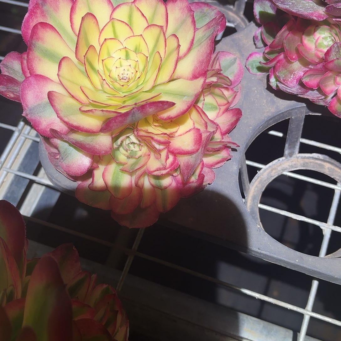 438多肉倾城变异无根多肉福利