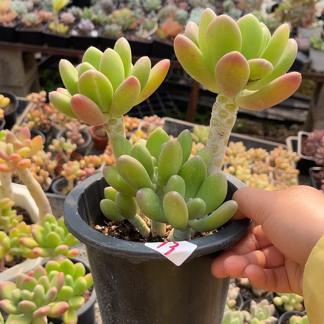 长叶芒果。 19。  1111111111