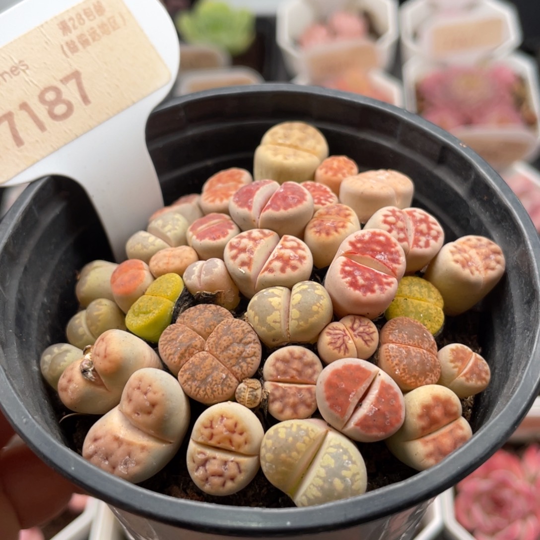 生石花7187-7.0厘米