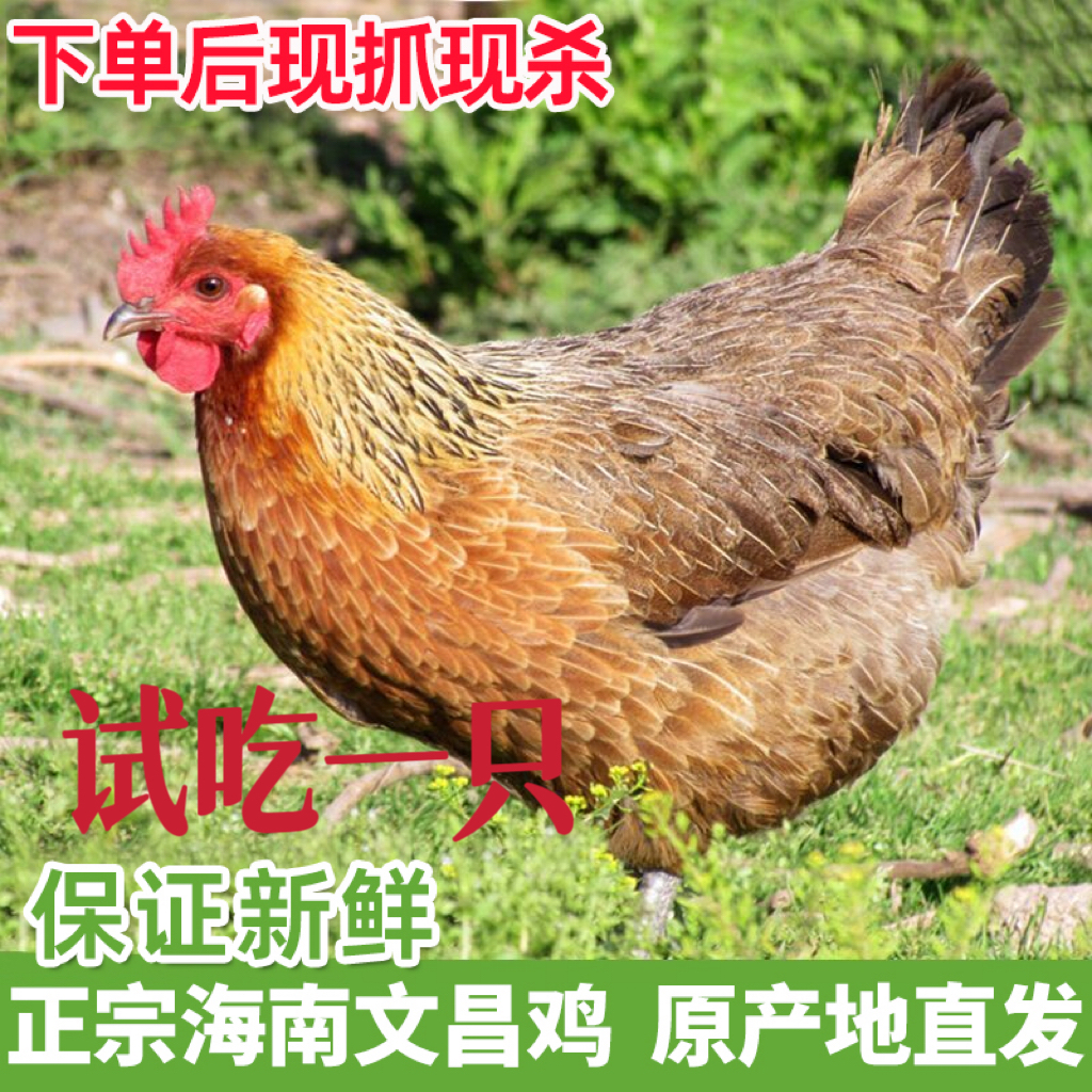 海南文昌鸡】拍2送2到手4只现杀散养240天文昌鸡净重8.6-9.6斤