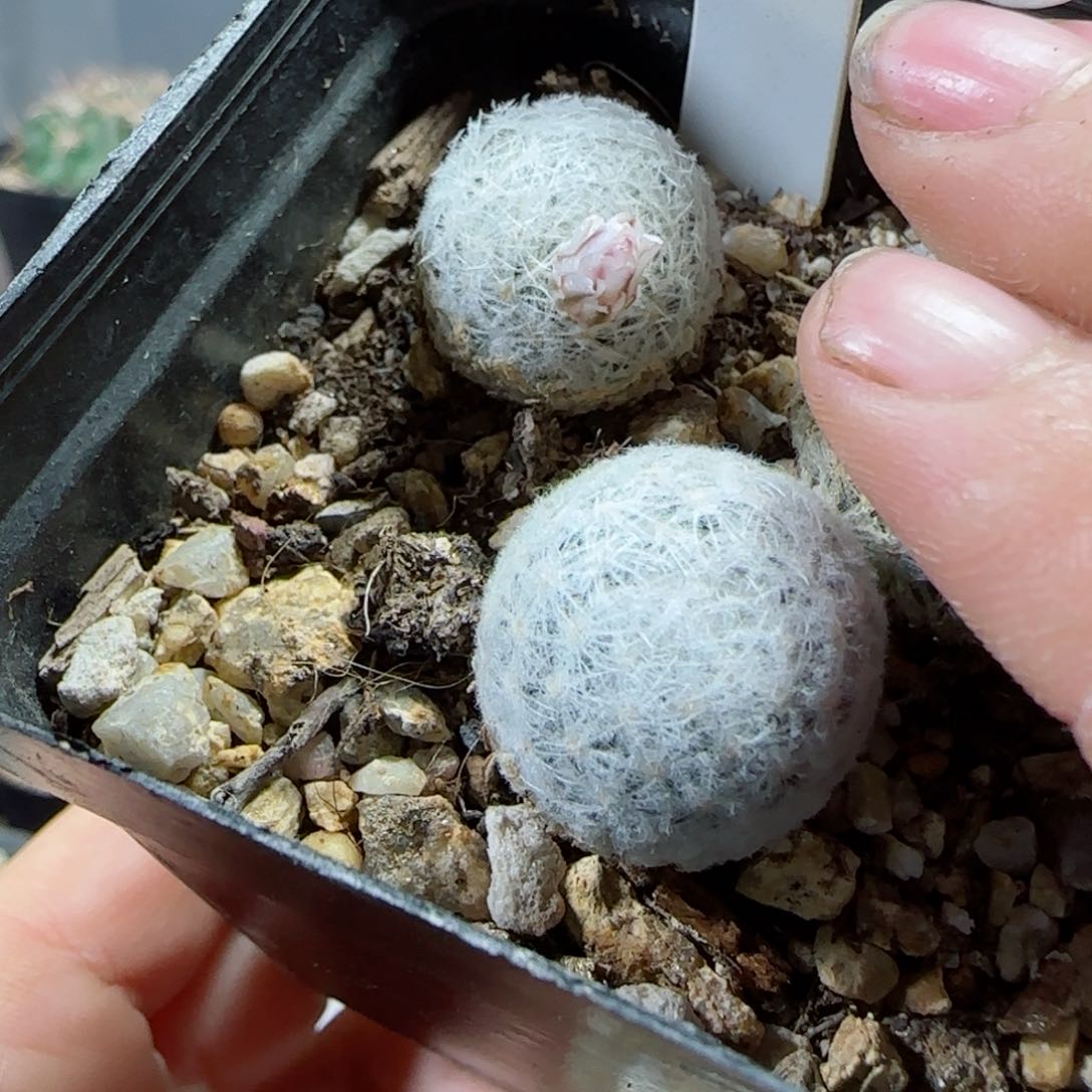 A176实生羽姬玉两颗1.8➕1.7多肉