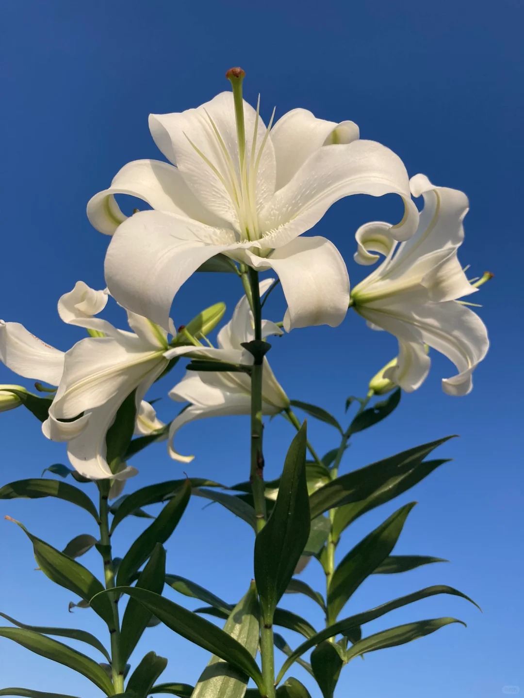 【花满堂】香水百合 白天霸 云南鲜花一单也包邮 发货后不支持退款