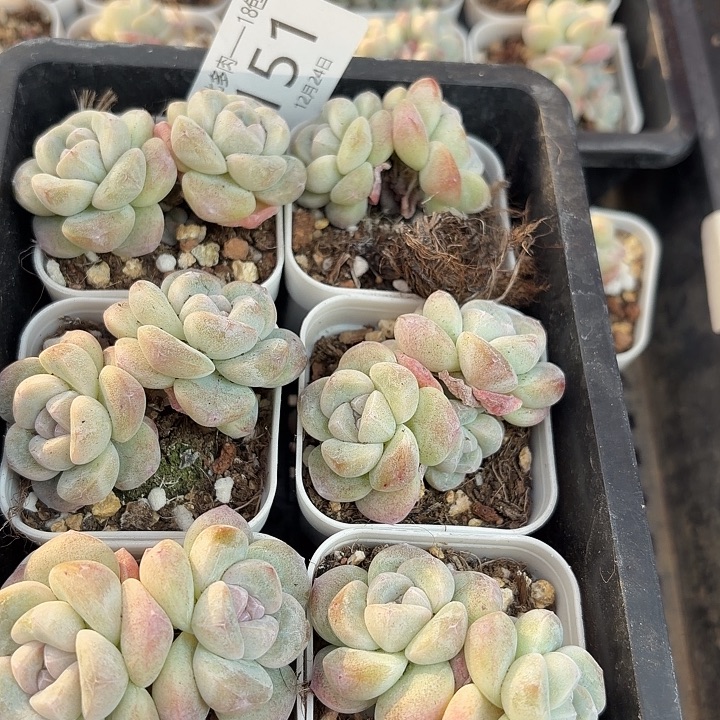 151 号到手1框一物一拍