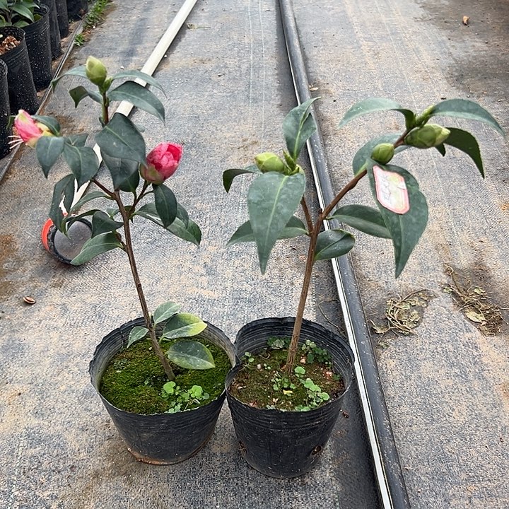 大部分花苞少量开放，唐锦，越天乐