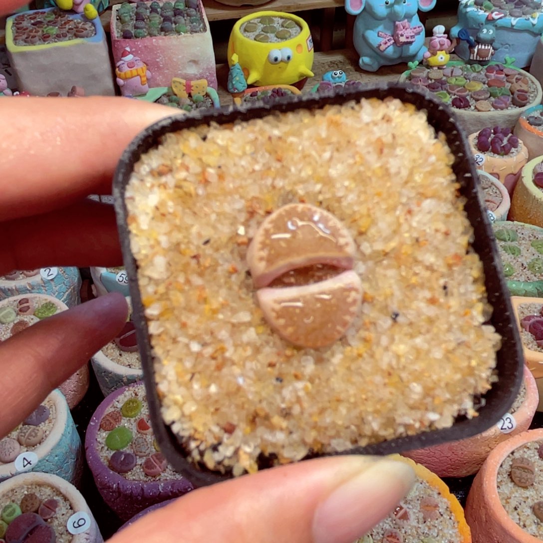 499 8888888888888888