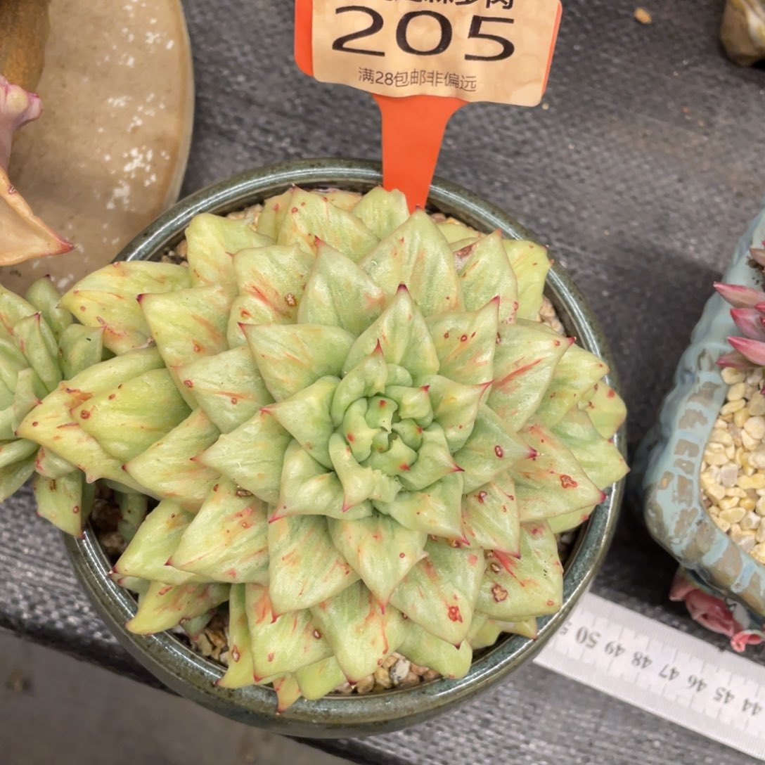 秦***聊弥鹿之森一物一拍