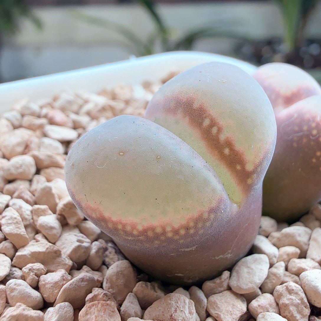 2.9.97/日系大紫红风铃/单头2.0多肉植物