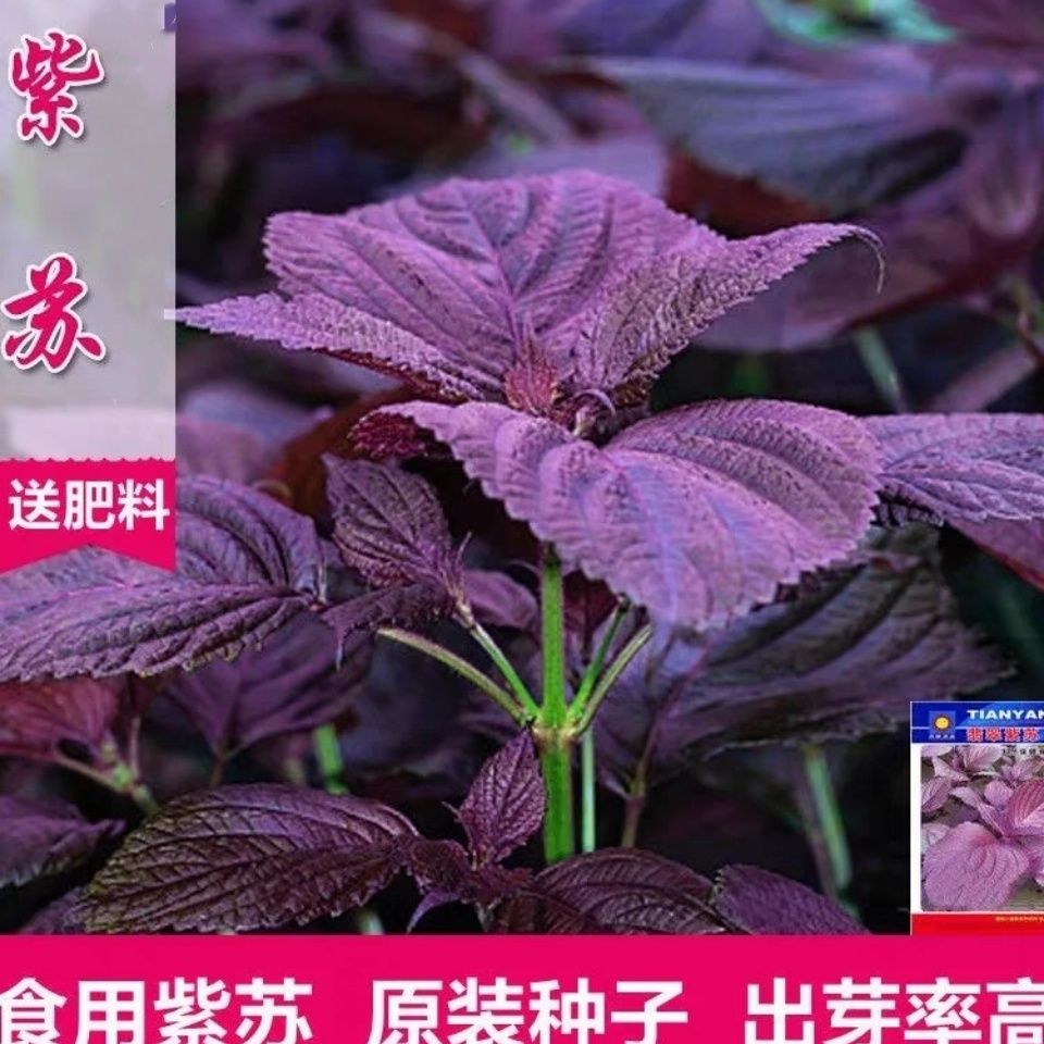 紫苏子紫苏种子紫苏叶种籽盆栽可食用种植四季籽种蔬菜孑苏子叶