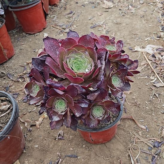 魅金玫瑰加急发货28