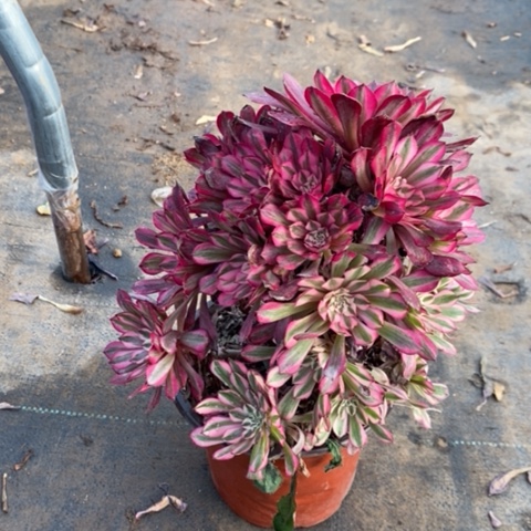 红桐白多肉植物008